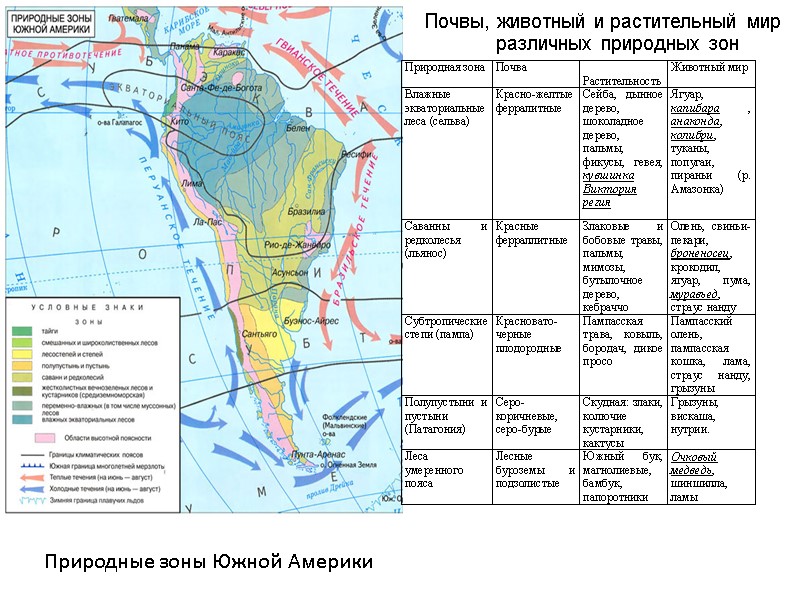 Природные зоны Южной Америки Почвы, животный и растительный мир различных природных зон